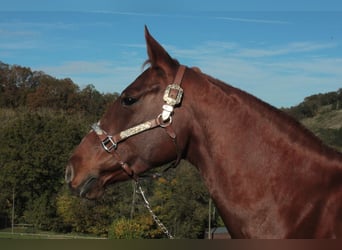 Caballo cuarto de milla, Yegua, 6 años, Alazán