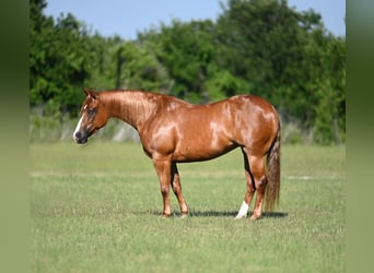 Caballo cuarto de milla, Yegua, 6 años, Alazán rojizo