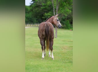 Caballo cuarto de milla, Yegua, 6 años, Alazán rojizo