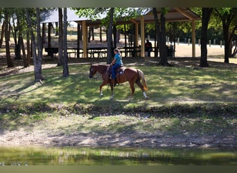 Caballo cuarto de milla, Yegua, 6 años, Alazán rojizo