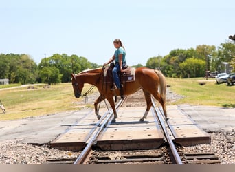 Caballo cuarto de milla, Yegua, 6 años, Alazán rojizo