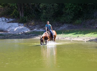 Caballo cuarto de milla, Yegua, 6 años, Alazán rojizo