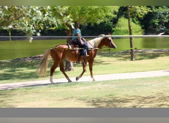 Caballo cuarto de milla, Yegua, 6 años, Alazán rojizo
