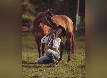 Caballo cuarto de milla, Yegua, 6 años, Bayo