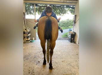 Caballo cuarto de milla, Yegua, 6 años, Bayo