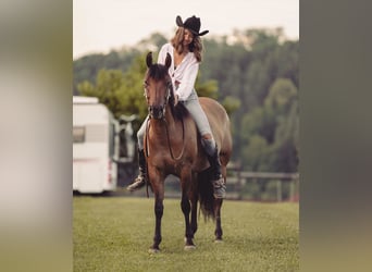 Caballo cuarto de milla, Yegua, 6 años, Bayo