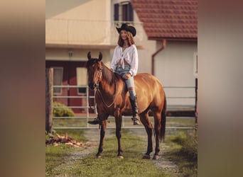 Caballo cuarto de milla, Yegua, 6 años, Bayo