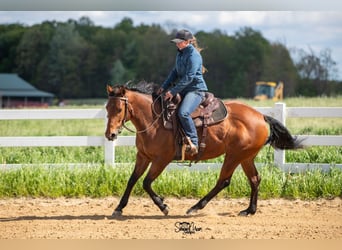 Caballo cuarto de milla, Yegua, 6 años, Castaño rojizo