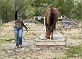 Caballo cuarto de milla, Yegua, 6 años, Castaño rojizo