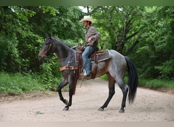 Caballo cuarto de milla, Yegua, 6 años, Castaño-ruano