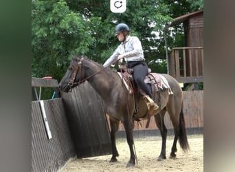 Caballo cuarto de milla, Yegua, 6 años, Grullo