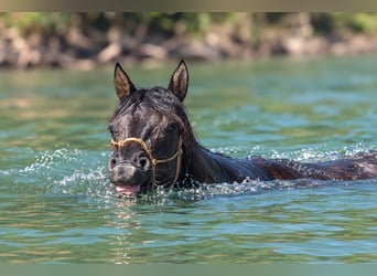 Caballo cuarto de milla, Yegua, 6 años, Grullo