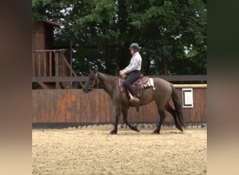 Caballo cuarto de milla, Yegua, 6 años, Grullo