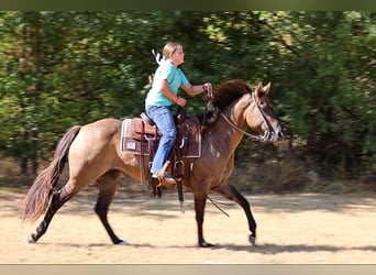 Caballo cuarto de milla, Yegua, 6 años, Grullo