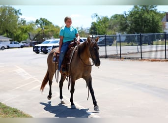 Caballo cuarto de milla, Yegua, 6 años, Grullo