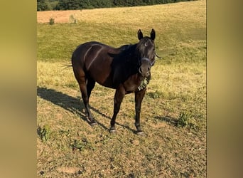 Caballo cuarto de milla, Yegua, 6 años, Negro