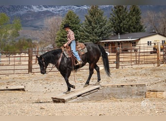 Caballo cuarto de milla, Yegua, 6 años, Negro