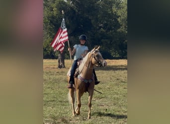 Caballo cuarto de milla, Yegua, 6 años, Palomino