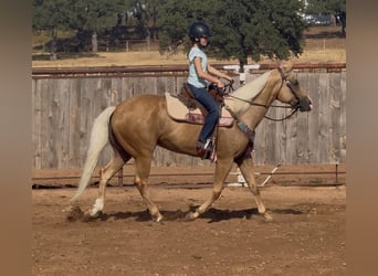 Caballo cuarto de milla, Yegua, 6 años, Palomino