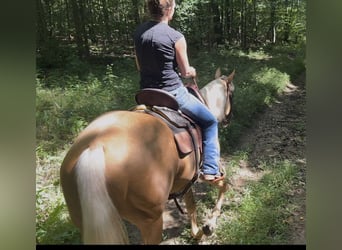 Caballo cuarto de milla, Yegua, 6 años, Palomino