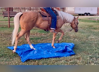 Caballo cuarto de milla, Yegua, 6 años, Palomino