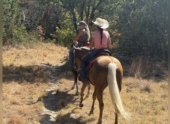 Caballo cuarto de milla, Yegua, 6 años, Palomino