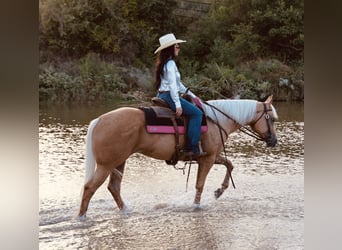 Caballo cuarto de milla, Yegua, 6 años, Palomino