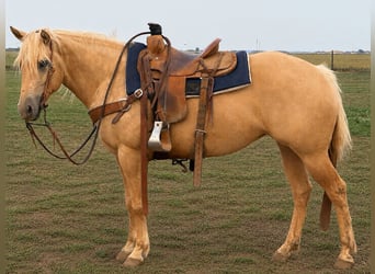 Caballo cuarto de milla, Yegua, 6 años, Palomino