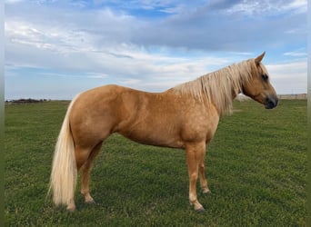 Caballo cuarto de milla, Yegua, 6 años, Palomino