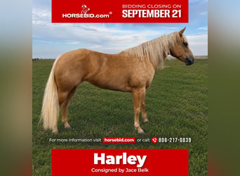 Caballo cuarto de milla, Yegua, 6 años, Palomino