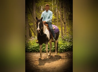 Caballo cuarto de milla Mestizo, Yegua, 6 años, Pío