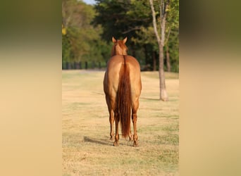 Caballo cuarto de milla, Yegua, 6 años, Red Dun/Cervuno
