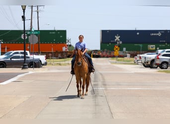 Caballo cuarto de milla, Yegua, 6 años, Red Dun/Cervuno