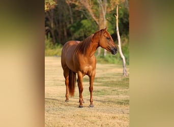 Caballo cuarto de milla, Yegua, 6 años, Red Dun/Cervuno
