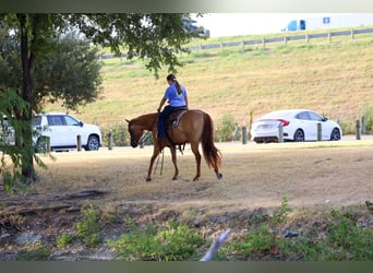 Caballo cuarto de milla, Yegua, 6 años, Red Dun/Cervuno