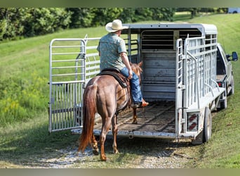 Caballo cuarto de milla, Yegua, 6 años, Ruano alazán