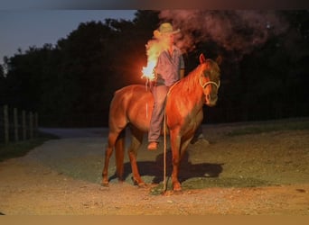 Caballo cuarto de milla, Yegua, 6 años, Ruano alazán