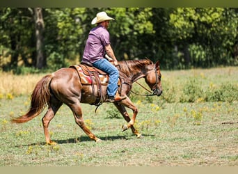 Caballo cuarto de milla, Yegua, 6 años, Ruano alazán