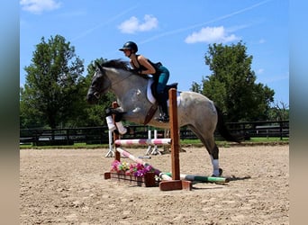 Caballo cuarto de milla, Yegua, 6 años, Ruano azulado