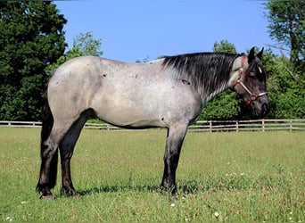 Caballo cuarto de milla, Yegua, 6 años, Ruano azulado