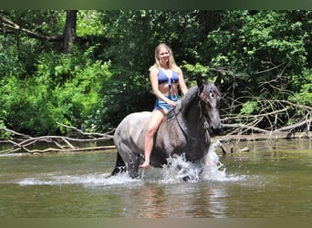 Caballo cuarto de milla, Yegua, 6 años, Ruano azulado