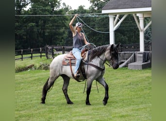 Caballo cuarto de milla, Yegua, 6 años, Ruano azulado