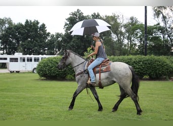 Caballo cuarto de milla, Yegua, 6 años, Ruano azulado