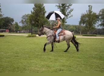 Caballo cuarto de milla, Yegua, 6 años, Ruano azulado