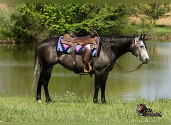 Caballo cuarto de milla, Yegua, 6 años, Tordo