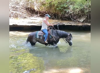 Caballo cuarto de milla, Yegua, 6 años, Tordo