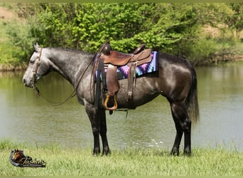 Caballo cuarto de milla, Yegua, 6 años, Tordo