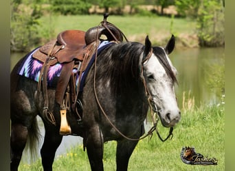 Caballo cuarto de milla, Yegua, 6 años, Tordo