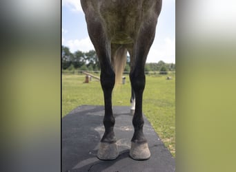 Caballo cuarto de milla, Yegua, 6 años, Tordo rodado