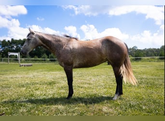 Caballo cuarto de milla, Yegua, 6 años, Tordo rodado